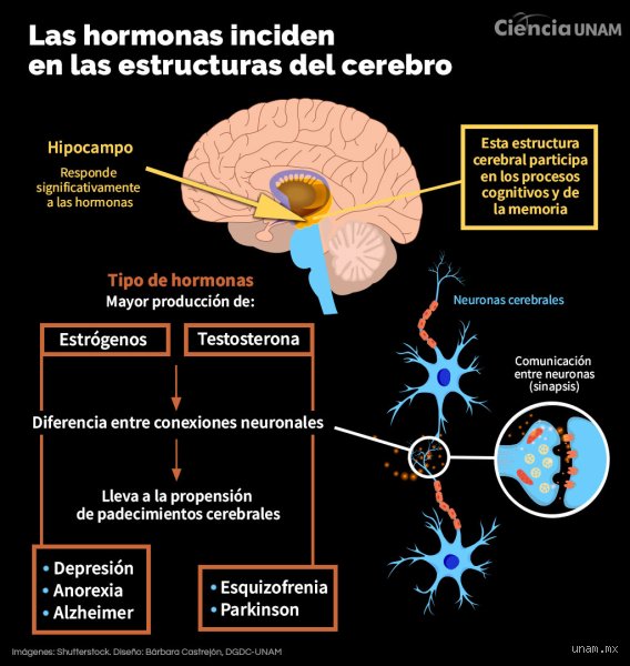 Guía definitiva de enfermedades que afectan al cerebro y sus consecuencias neurológicas