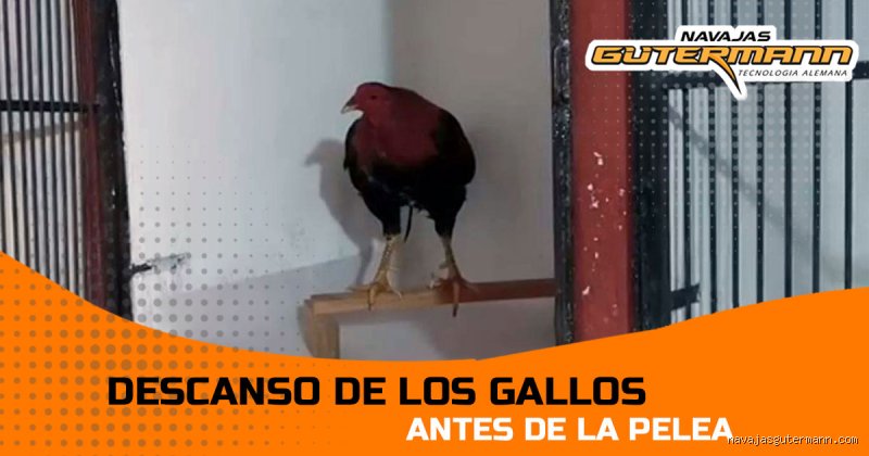 ¿Cuántos días debo descansar antes de una pelea? El arte de no arruinar tu campamento en la recta final