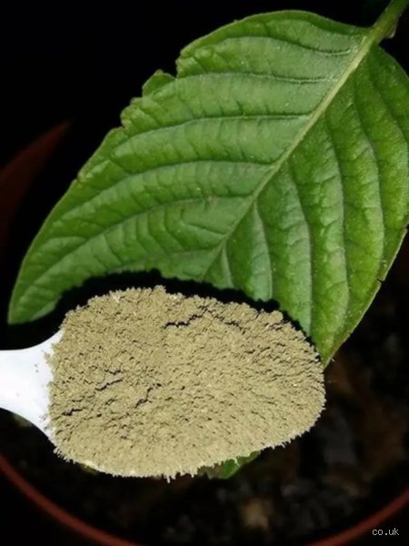 ¿Cómo se llama la hierba para dejar las drogas?