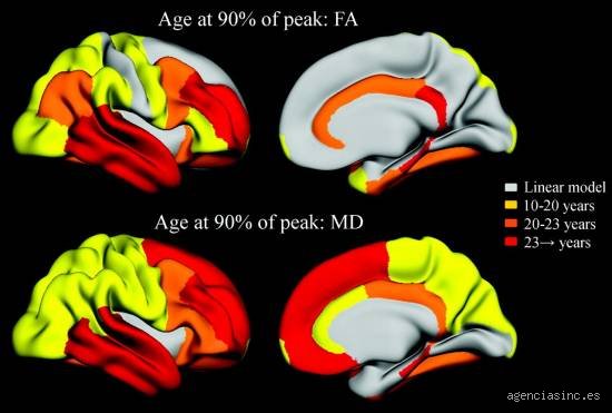¿Cuándo se termina de desarrollar el cerebro para ser un adulto plenamente funcional hoy?
