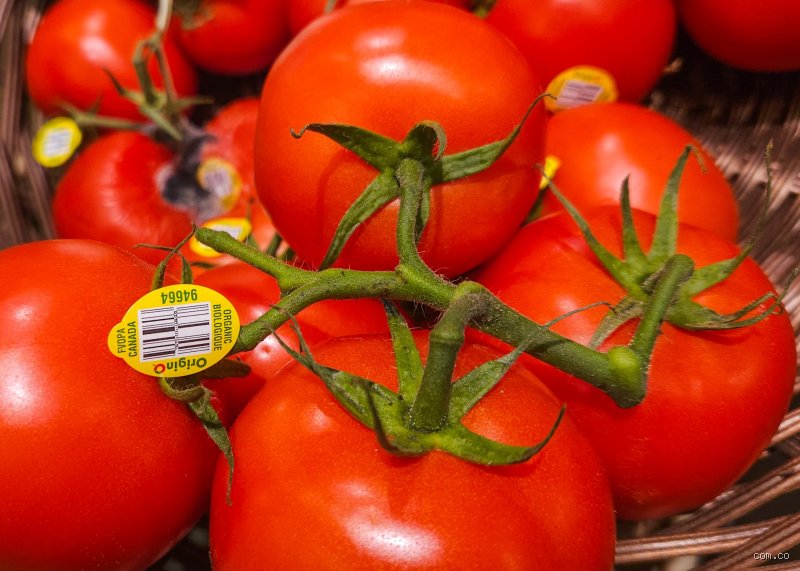 ¿El tomate es bueno para la tiroides? La verdad científica tras el mito de las solanáceas y el metabolismo
