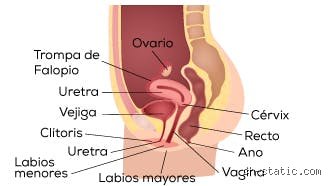 ¿Dónde está la parte más dulce de una chica? Un análisis profundo sobre la química biológica y la psicología de la dulzura humana
