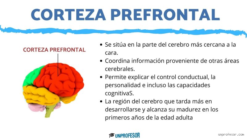 Cómo activar la corteza prefrontal: estrategias radicales para recuperar el mando de tu cerebro ejecutivo y dejar de vivir en piloto automático