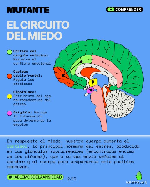 ¿Cómo afecta la ansiedad al cerebro? Radiografía de un secuestro neuronal que altera tu percepción del mundo real