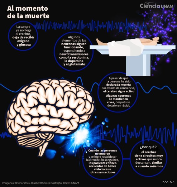 ¿Cómo se llama cuando te deja de funcionar el cerebro? Realidades sobre la muerte encefálica y el colapso neurológico