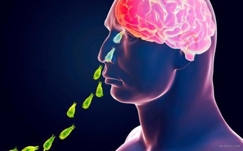 ¿Cómo se llama la bacteria que llega al cerebro? Descifrando la identidad de los invasores que burlan nuestra seguridad interna