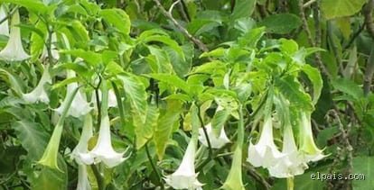 ¿Cómo se llama la planta que quita el vicio de la droga? El enigma de la ibogaína y el tratamiento de las adicciones
