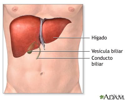 ¿Cuál es el órgano más poderoso del cuerpo humano? Una exploración científica sobre la jerarquía biológica y la eficiencia metabólica