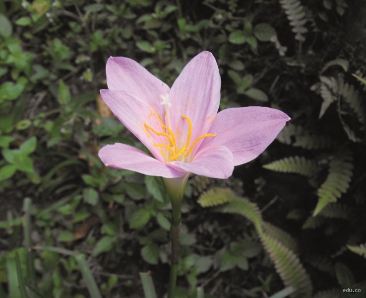 ¿Cuál es la flor oficial de la demencia? El simbolismo detrás de los pétalos azules y la memoria perdida