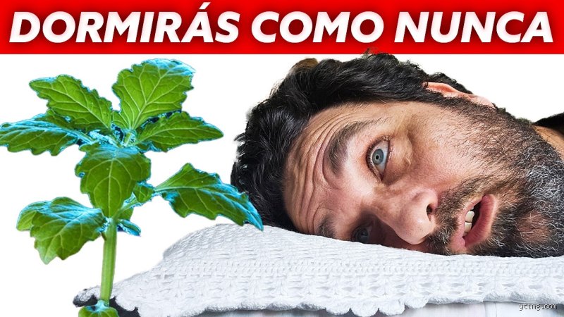 ¿Cuál es la hierba más poderosa para dormir? Una inmersión profunda en la química botánica del descanso absoluto