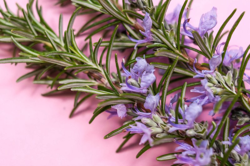¿Cuál es la hierba más potente para dormir? Una inmersión profunda en la farmacopea natural contra el insomnio