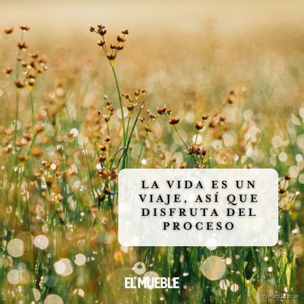 En busca de la luz en las palabras: ¿Cuál es una hermosa frase sobre la vida que realmente transforme nuestra perspectiva diaria?