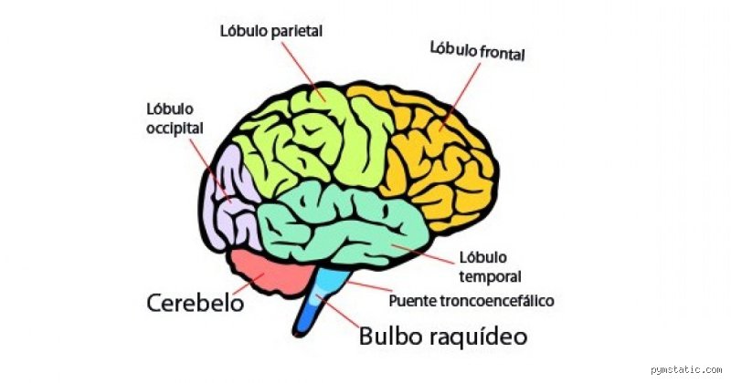 ¿Cuáles son las 4 áreas principales del cerebro? Guía definitiva para entender la anatomía de tu mente