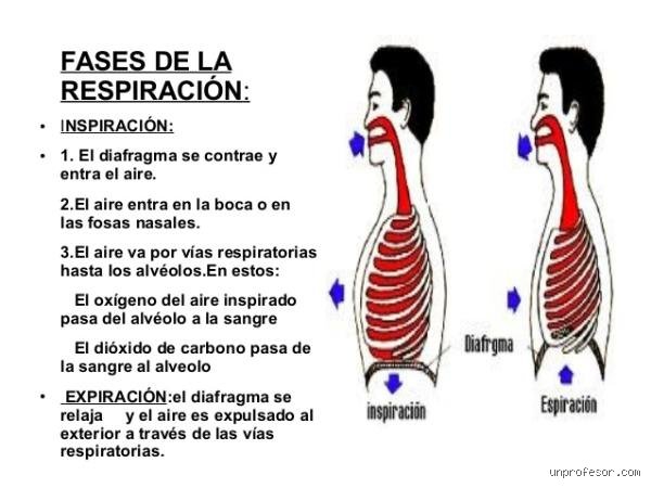 Entender el intercambio vital: ¿Cuáles son las 4 fases de respiración que sostienen cada segundo de nuestra existencia?
