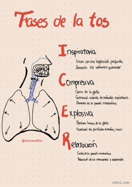 ¿Cuáles son las etapas de la tos? Guía médica exhaustiva para entender ese espasmo que te quita el aliento