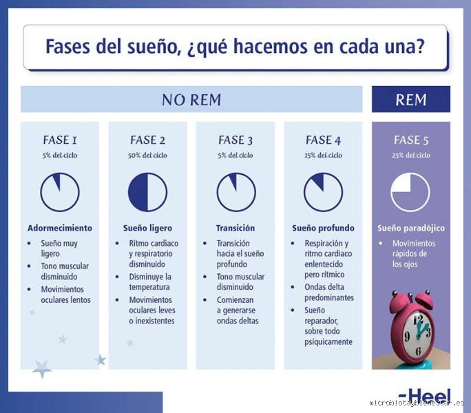 ¿Cuáles son los 4 tipos de sueño y por qué tu almohada te está mintiendo cada noche?