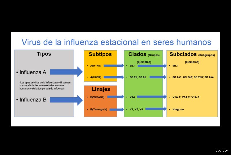 Guía médica definitiva sobre cuáles son los 4 virus de la gripe que amenazan la salud global cada temporada