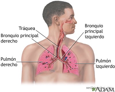 ¿Cuáles son los síntomas de pulmones dañados y cómo detectar el deterioro respiratorio antes de que sea tarde?