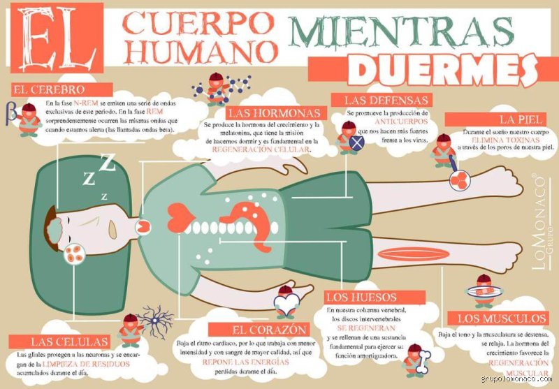 ¿Cuando duermes, el cuerpo se regenera? La ciencia detrás de la reparación nocturna y sus mitos
