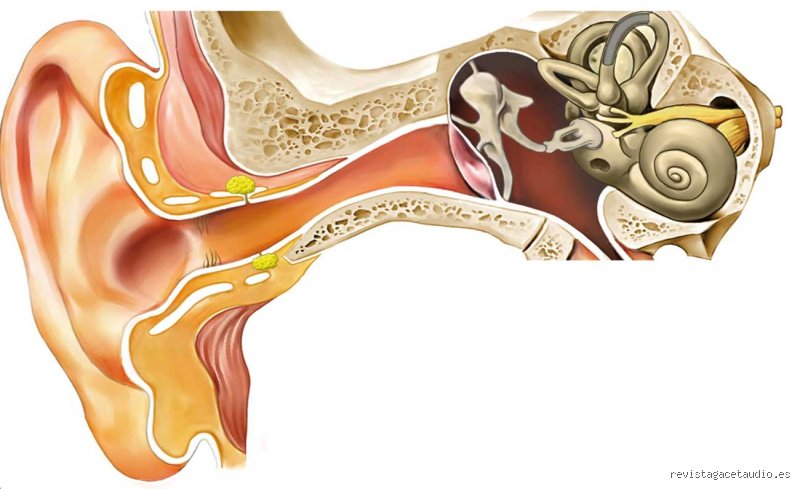 ¿Cuándo se acaba de desarrollar el oído? Un viaje desde el vientre materno hasta la madurez del procesamiento cerebral