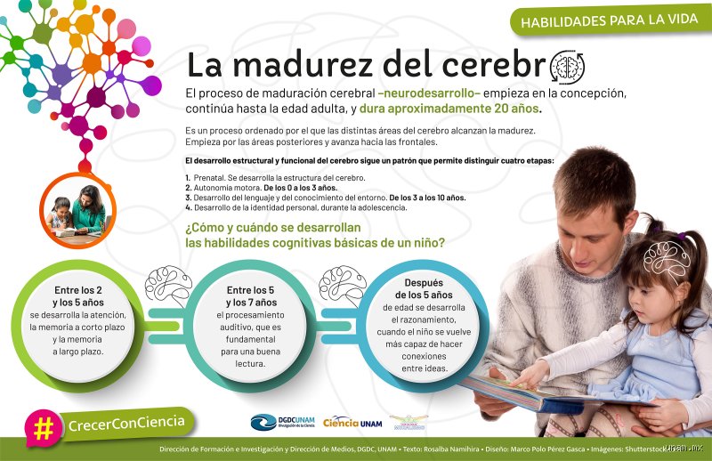 La compleja arquitectura del tiempo: ¿Cuándo se alcanza la madurez cerebral en el ser humano moderno?