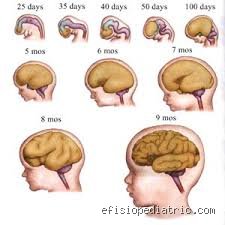 ¿Cuándo se termina de desarrollar el cerebro en niños? La verdad científica sobre el mito de los dieciocho años
