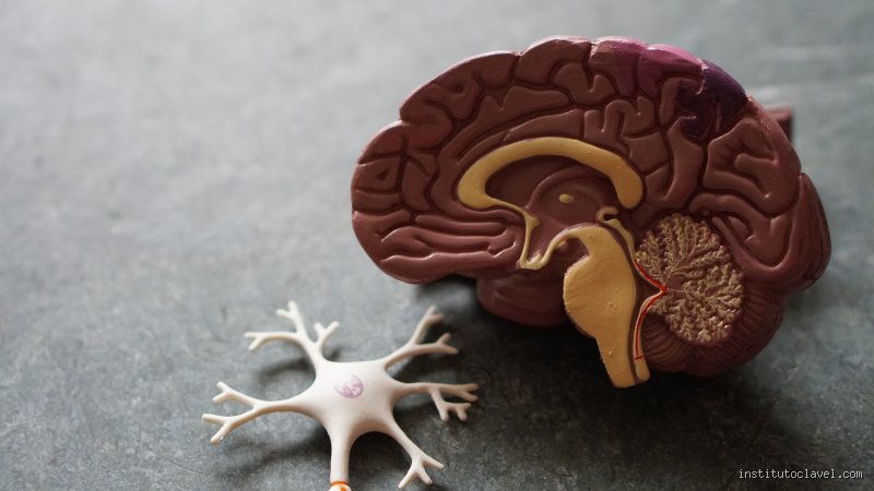 Glioblastoma multiforme: el tiempo de silencio antes de que el cerebro pida auxilio con un grito desesperado