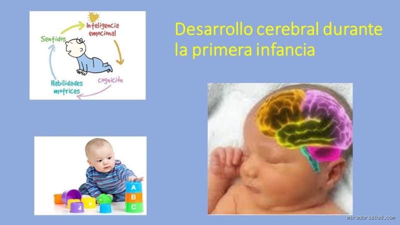 ¿De dónde proviene el 70% del cerebro de un niño? El peso oculto de la grasa y el impacto del omega-3
