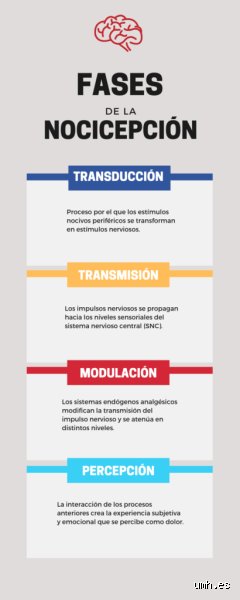 ¿Fases del dolor? Entender la metamorfosis del sufrimiento físico y por qué el alivio no es una línea recta