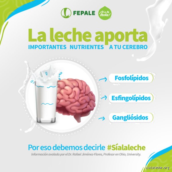 ¿La leche mejora la función cerebral? Desentrañando los mitos y las verdades científicas detrás del vaso blanco
