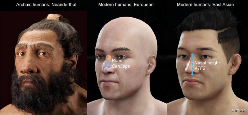 ¿Los mexicanos tienen ADN neandertal? El mapa genético que desmiente los mitos sobre nuestra herencia prehistórica