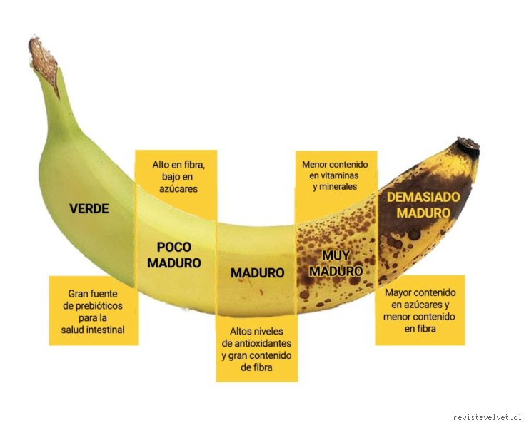 ¿Los plátanos aumentan el cortisol? La verdad científica sobre el estrés metabólico y esta fruta tropical