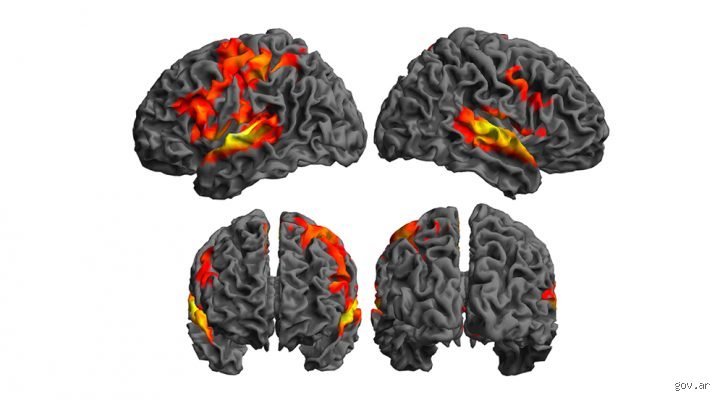 ¿Puede el cerebro regenerarse? La verdad científica tras el mito de la inmutabilidad neuronal en la era moderna