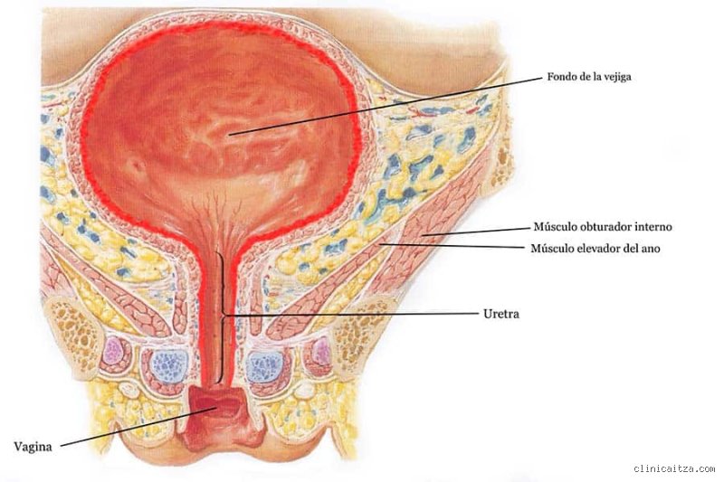 ¿Es posible que una vejiga llena pueda provocar presión arterial alta de forma repentina?
