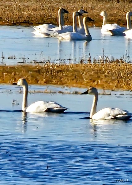 ¿Es posible que se crucen los cisnes trompeteros y los cisnes de tundra en el medio natural?