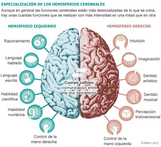¿Se puede recuperar el daño cerebral? Realidades, mitos y la frontera incierta de la neuroplasticidad moderna