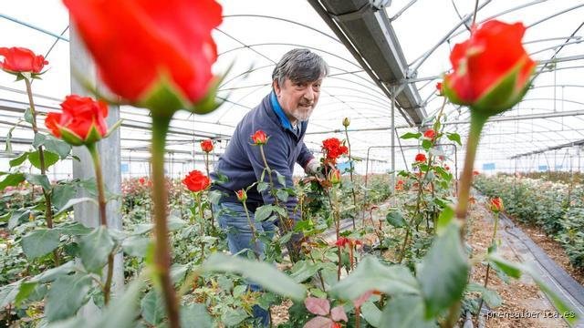 El desorbitado presupuesto de la belleza: ¿Cuánto costarían 25.000 rosas en el mercado profesional actual?