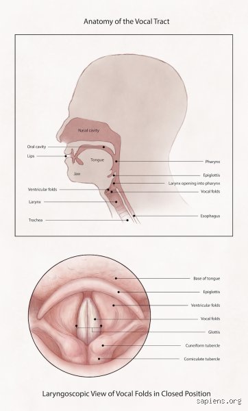 ¿Cuál es el tipo de voz más atractivo? Descifrando el magnetismo acústico entre la ciencia y la pura seducción
