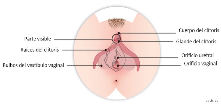 ¿Cuál es la parte más sensible del cuerpo de una mujer? Una exploración profunda más allá de los mitos biológicos comunes