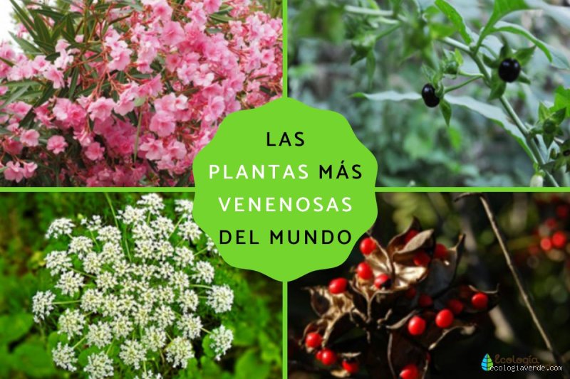 ¿Cuál es la toxina más tóxica para los seres humanos en la naturaleza?