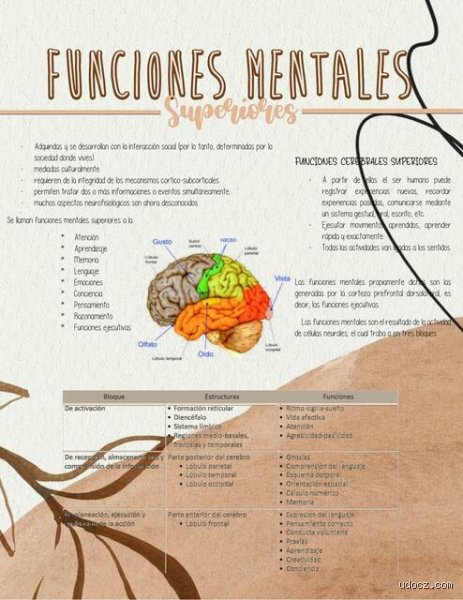 Comprender el mapa del cerebro humano y cuáles son las 12 funciones mentales superiores en la neurociencia moderna