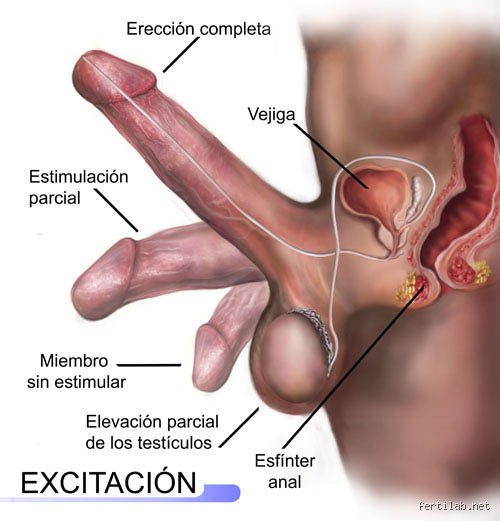 ¿Cuáles son los 3 placeres del hombre? Desmontando la biología, el ego y la conquista en la era moderna
