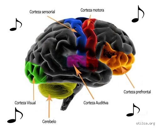 ¿Dónde se almacena la música en el cerebro?