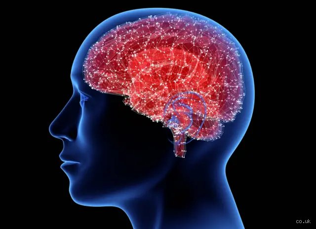 ¿Cuántas neuronas tiene uno en la cabeza? La cifra exacta que desmonta décadas de mitos sobre el cerebro humano