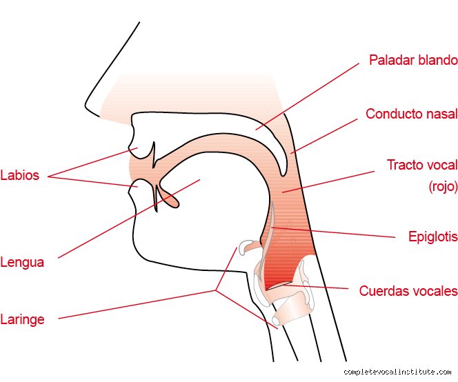 Dominar la voz: ¿Cuáles son los 5 fundamentos del canto para dejar de sonar como un aficionado?