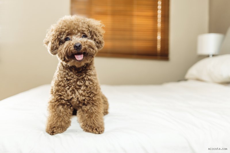 ¿Cuál es la raza más limpia del mundo? Desmontando los mitos sobre la higiene canina y la convivencia perfecta
