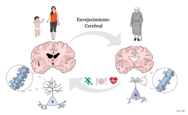 ¿Cómo evitar que el cerebro envejezca?