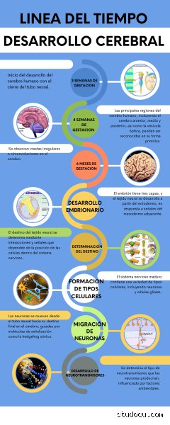 ¿Cuáles son las 7 etapas del desarrollo cerebral humano desde el nacimiento hasta la madurez completa?
