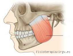 ¿Cómo se llama el músculo más fuerte del ser humano? Desmontando mitos sobre la potencia de nuestra anatomía