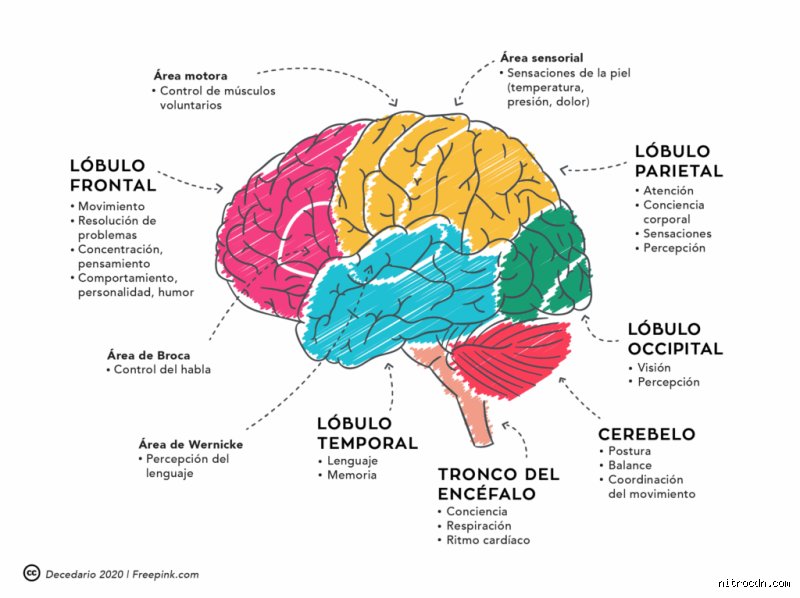 Descifrando el mapa mental: ¿Cuáles son las funciones cognitivas del cerebro y cómo dictan nuestra realidad diaria?
